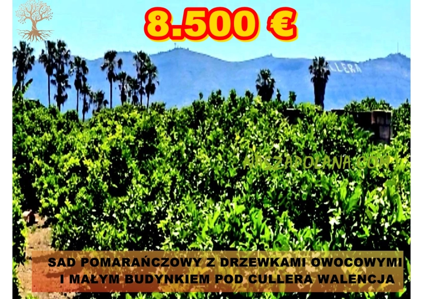 Sad pomarańczowy z małym budynkiem pod Cullera, Walencja