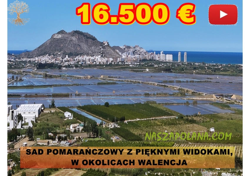 Okazja dwa sady pomarańczowe w górach. Walencja