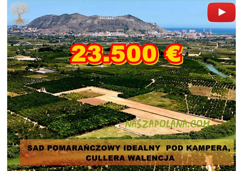 Sad pomarańczowy  Cullera, Walencja