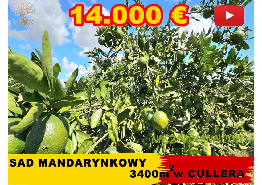 Sad mandarynkowy Cullera, Walencja