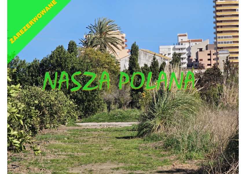Sad pomarańczowy 1 km o morza, Walencja